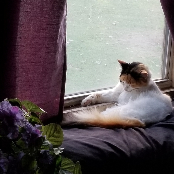 Meet your Posher, Elizabeth - Picture 11 of 16